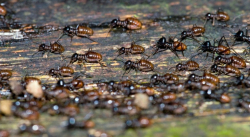  El colapso natural por venir: Un tercio de los insectos están en peligro de extinción