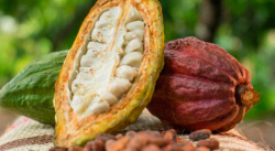 Venezuela exporta 150 nuevas toneladas de cacao para el mundo