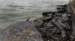 Más de 70% del crudo vertido en las playas ha sido recogido